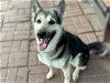 adoptable Dog in houston, TX named BUFFY