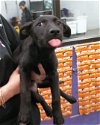adoptable Dog in houston, TX named CAMERON