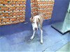 adoptable Dog in hou, TX named BROCK