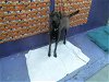adoptable Dog in hou, TX named BROWNIE