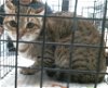 adoptable Cat in houston, TX named BARBIE