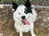 adoptable Dog in houston, TX named BEAU