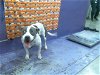 adoptable Dog in houston, TX named BELLA