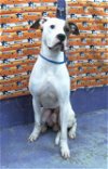 adoptable Dog in houston, TX named BENTLEY