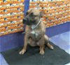 adoptable Dog in hou, TX named BRISKET