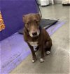 adoptable Dog in  named TOBY
