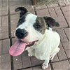 adoptable Dog in  named ROSIE