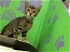 adoptable Cat in  named PILLY