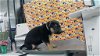 adoptable Dog in , TX named ARTEMIS