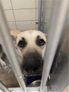 adoptable Dog in , TX named ROCCO
