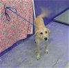 adoptable Dog in , TX named GISELLE