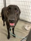 adoptable Dog in , TX named ONYX