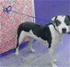 adoptable Dog in , TX named A1947772