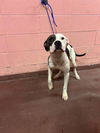 adoptable Dog in  named YAVO
