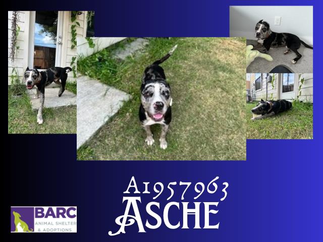 adoptable Dog in Houston, TX named ASCHE