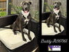 adoptable Dog in Houston, TX named BUDDY