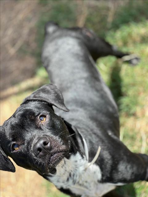 adoptable Dog in Houston, TX named BATMAN