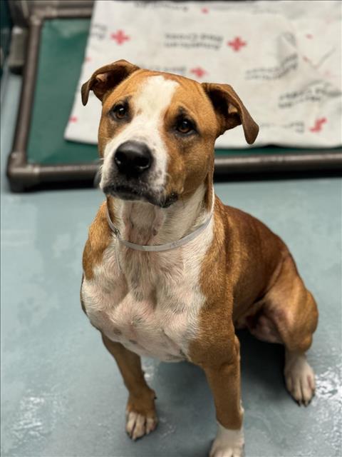 adoptable Dog in Houston, TX named DION