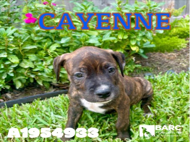 adoptable Dog in Houston, TX named CAYENNE