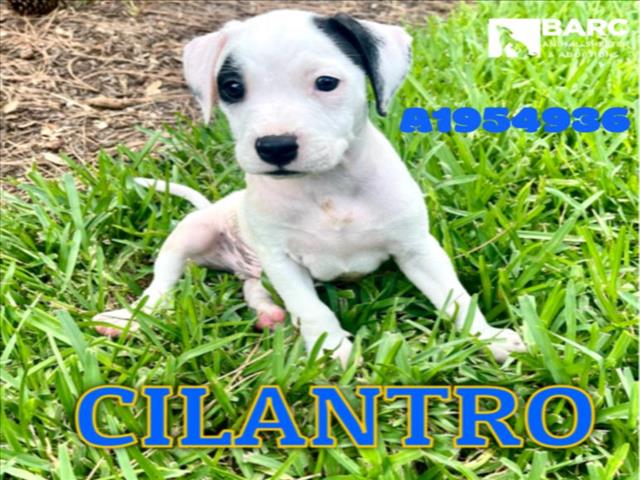 adoptable Dog in Houston, TX named CILANTRO