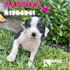 adoptable Dog in Houston, TX named PAPRIKA