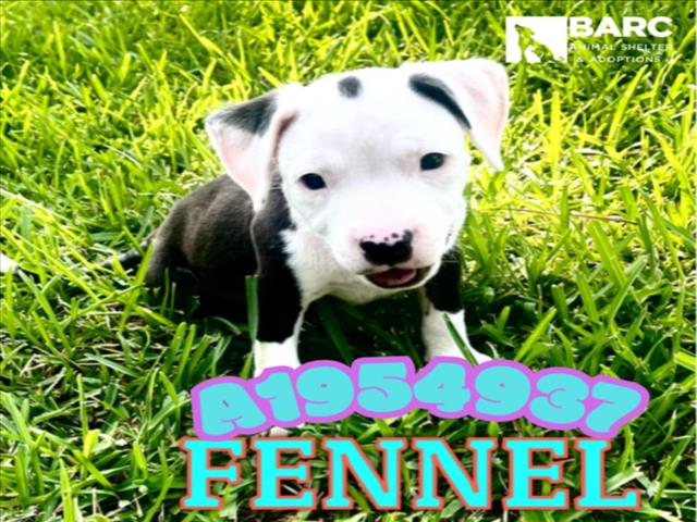 adoptable Dog in Houston, TX named FENNEL