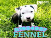 adoptable Dog in Houston, TX named FENNEL