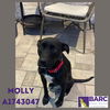 adoptable Dog in  named MOLLY