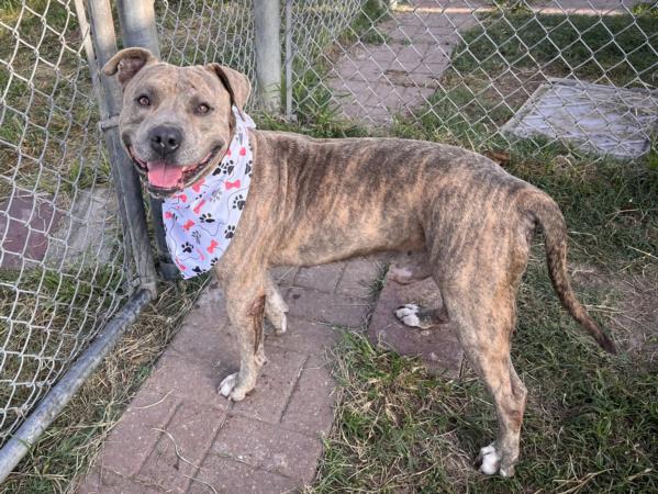 adoptable Dog in Houston, TX named MICHAEL