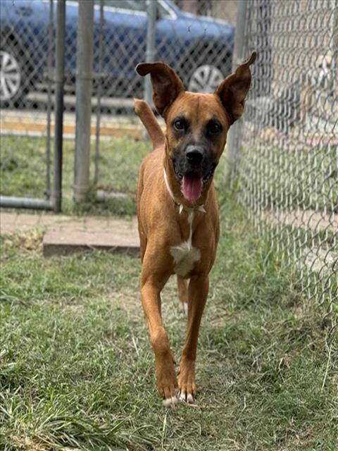 adoptable Dog in Houston, TX named PRIMO