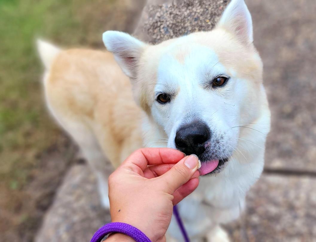 adoptable Dog in Houston, TX named GLACIER