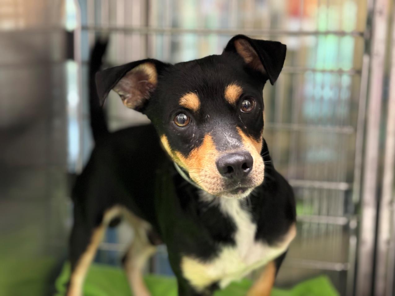 adoptable Dog in Houston, TX named AMOR