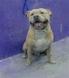 adoptable Dog in  named HEAVY D