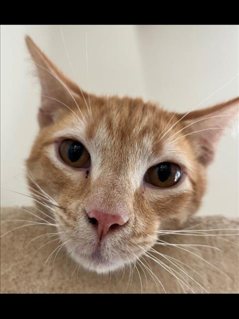 adoptable Cat in Houston, TX named TRAVIS