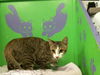 adoptable Cat in Houston, TX named SOMMIE