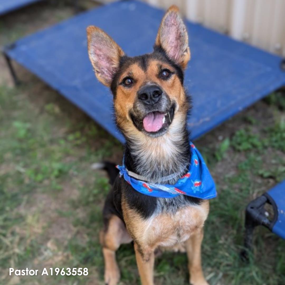 adoptable Dog in Houston, TX named PASTOR