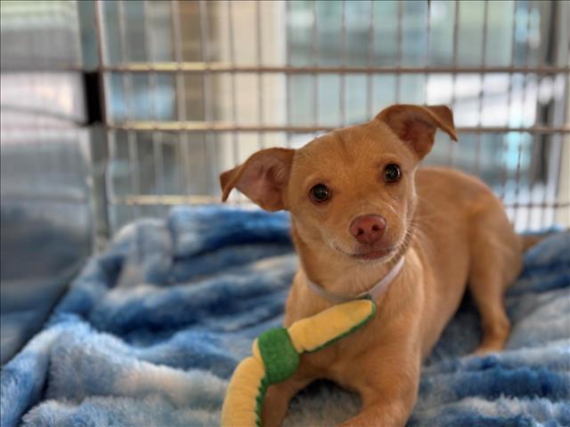 adoptable Dog in Houston, TX named BINGO