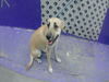 adoptable Dog in Houston, TX named MARLEIGH CASH MONE