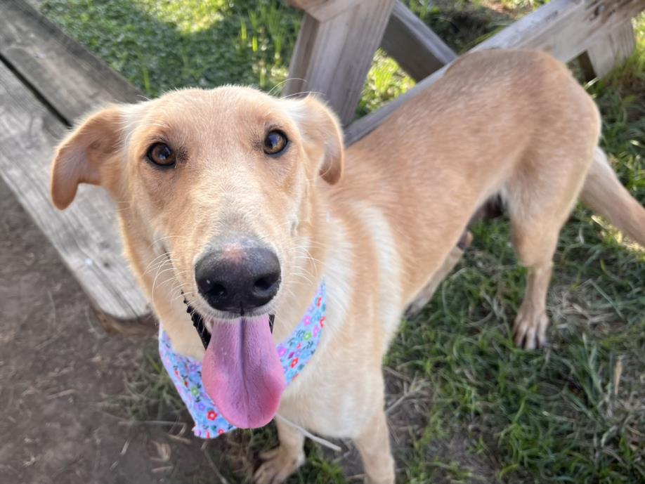 adoptable Dog in Houston, TX named KALI UCHIS