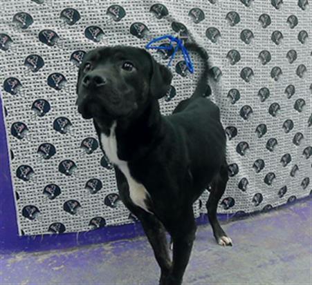 adoptable Dog in Houston, TX named ZEUS