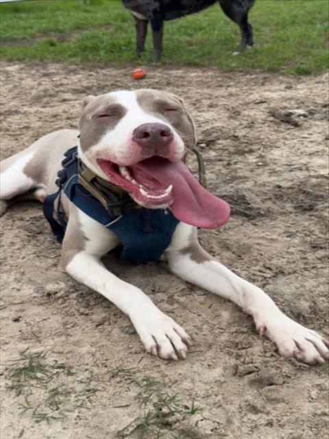 adoptable Dog in Houston, TX named RYLO