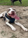 adoptable Dog in  named RYLO