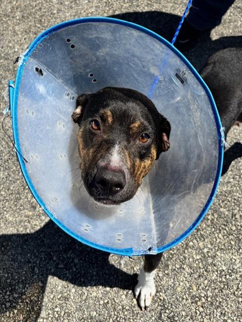 picture of the dog needing adoption