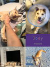adoptable Dog in  named JOEY
