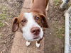 adoptable Dog in  named JONAS