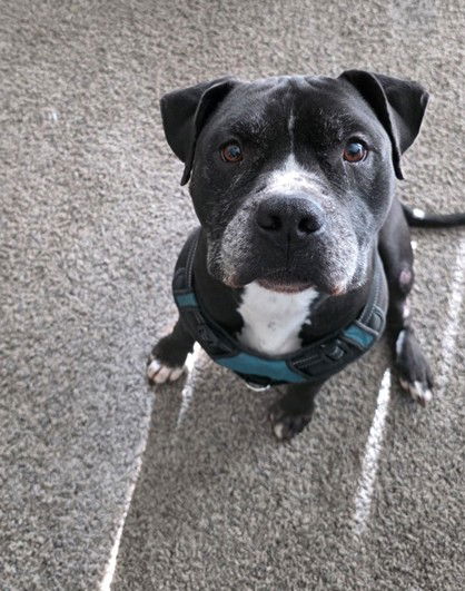 adoptable Dog in Houston, TX named KING