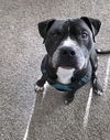adoptable Dog in  named KING