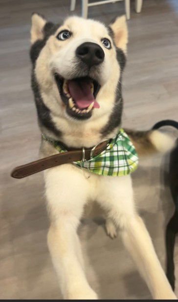 adoptable Dog in Houston, TX named LUNA