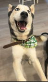 adoptable Dog in  named LUNA