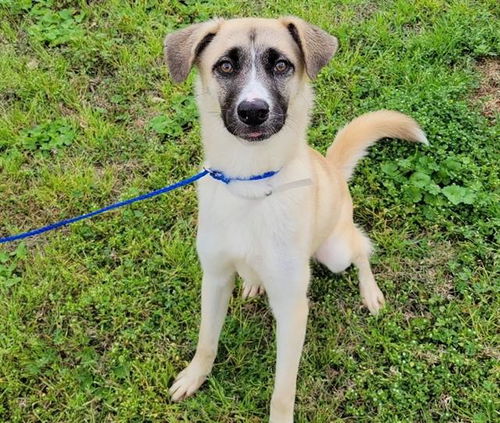 picture of the dog needing adoption
